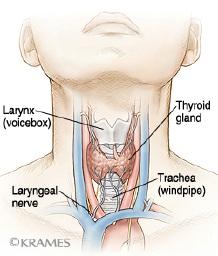 Illustration of thyroid gland and neck