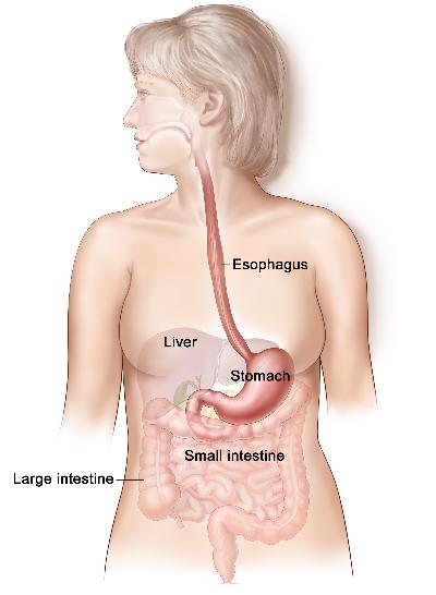 Gastrointestinal (digestive) system anatomy; shows esophagus, liver, stomach, large intestine, and small intestine.