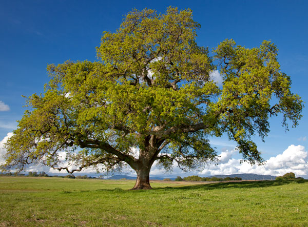 14-ohweb-10-resized.jpg